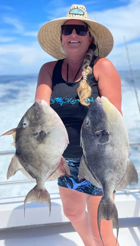 Angler in a straw hat holding two gray triggerfish on a charter out of St. Augustine, FL