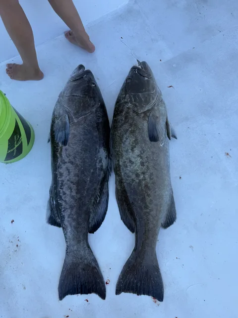 Pair of black grouper laid out on the deck of a charter boat