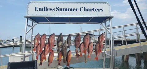 Red snapper and grouper on the Endless Summer Charters catch board at the dock