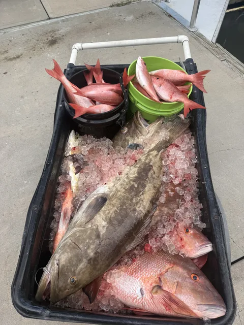 Cart of iced grouper, red snapper and vermilion snapper at the dock