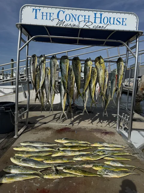 Mahi-mahi haul on the catch board and dock at The Conch House