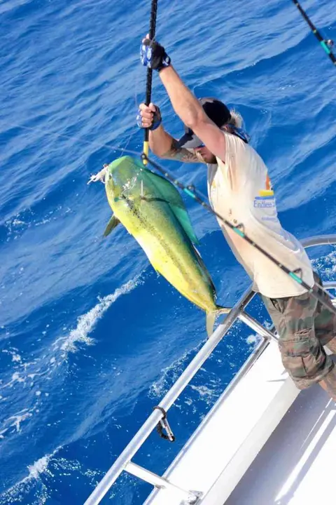 Mahi-mahi being lifted over the gunwale on an offshore charter near Atlantic Beach, FL