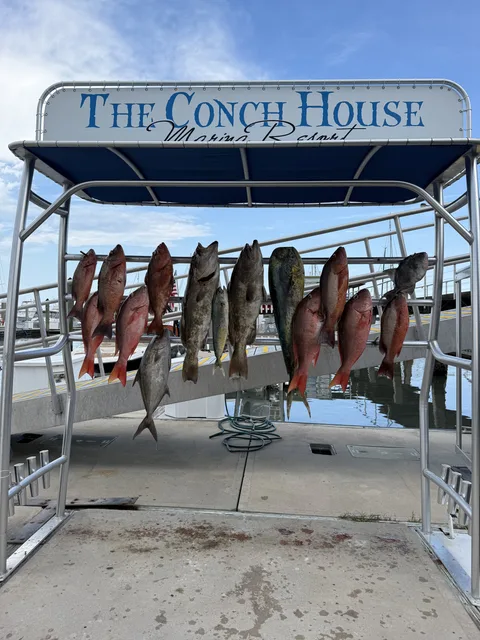 Snapper, grouper and mahi-mahi hanging under The Conch House Marina Resort sign