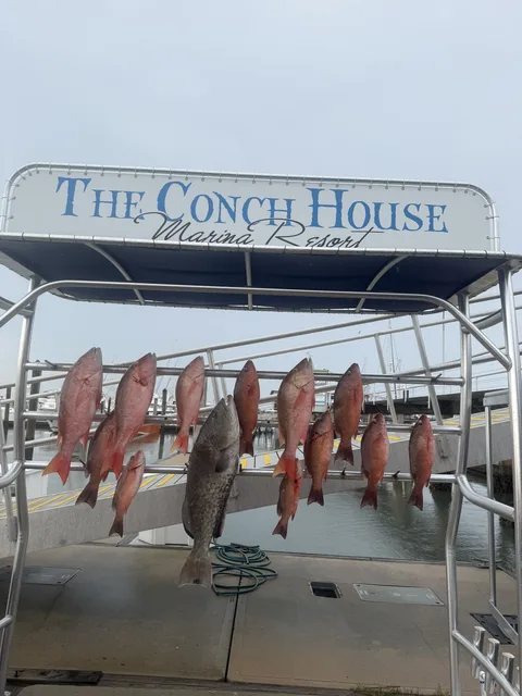 Red snapper and a grouper hanging under The Conch House Marina Resort sign