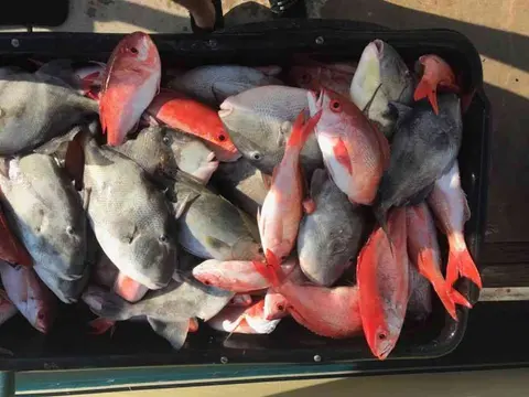 Cooler packed with red snapper and triggerfish after a fishing charter