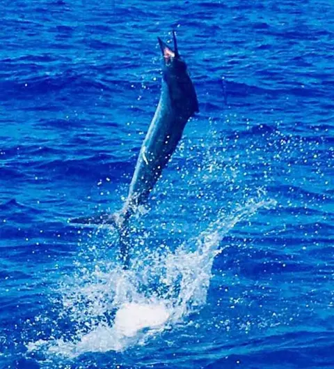 Sailfish leaping out of the water offshore